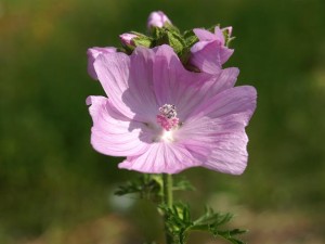 malva_moschata_musk_mallow_flower_22-06-10_1